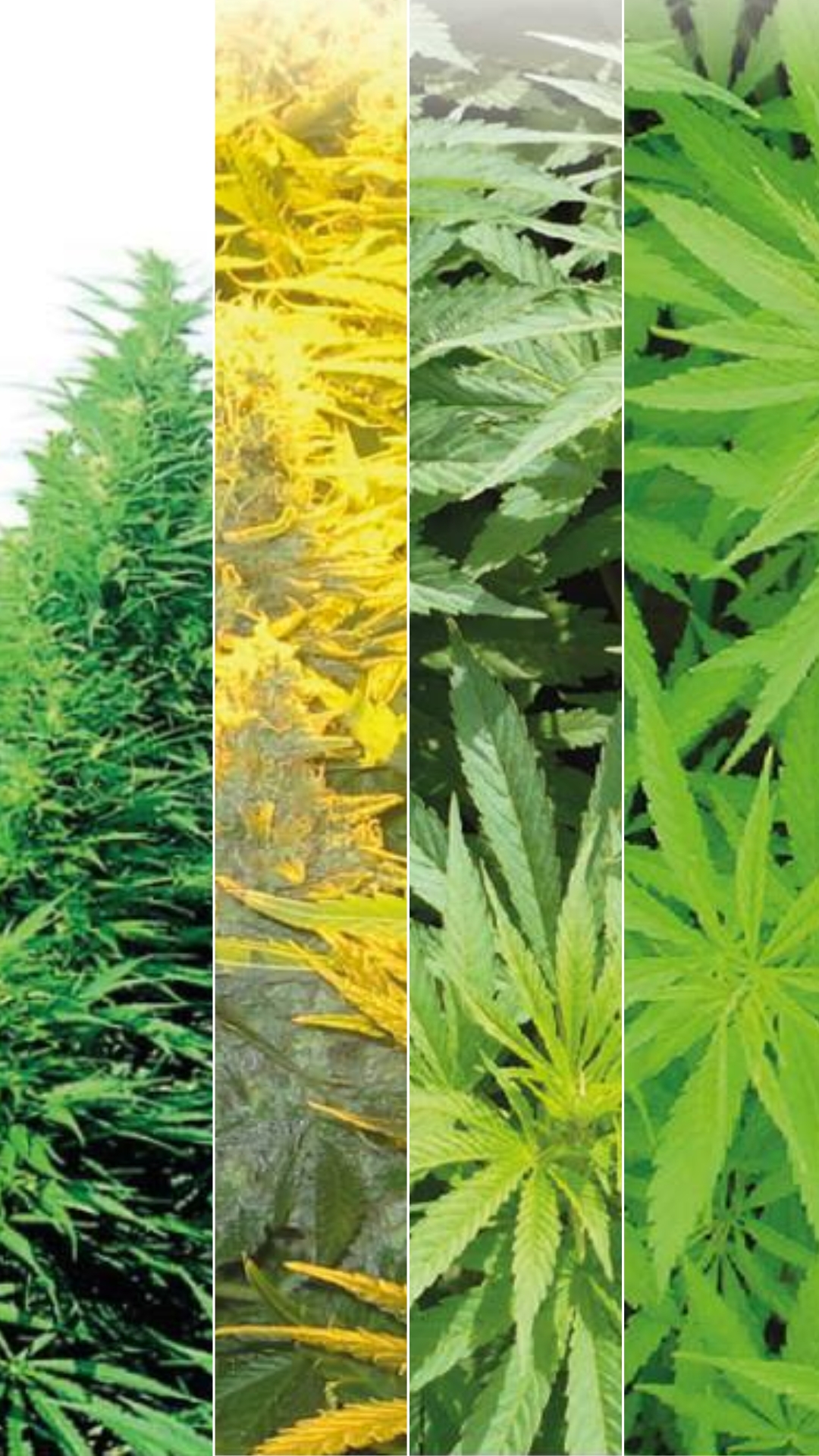 Variedades del Cannabis
