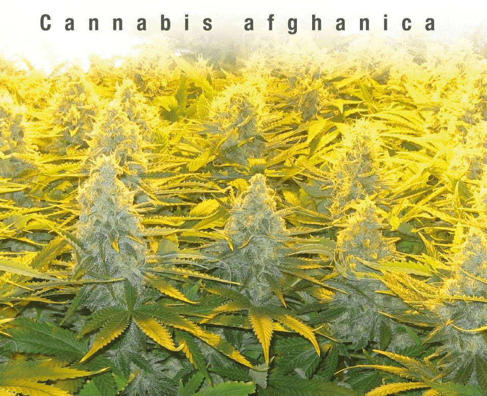 Cannabis Afghanica