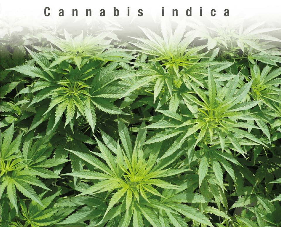 Cannabis Indica