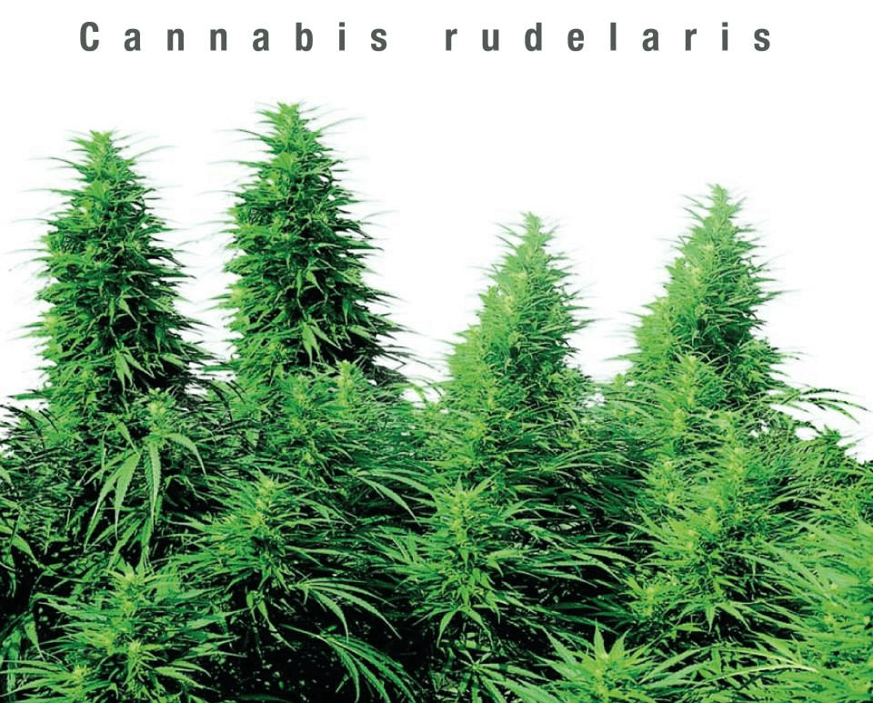 Cannabis Rudelaris