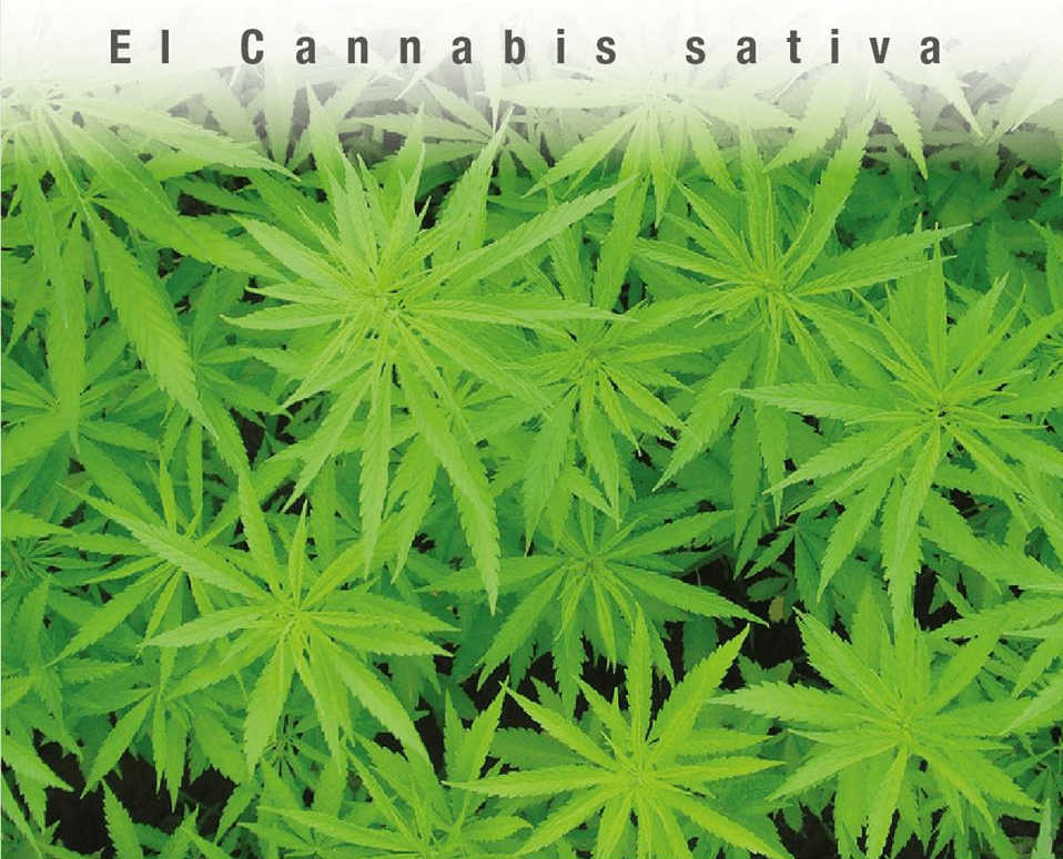 Cannabis Sativa