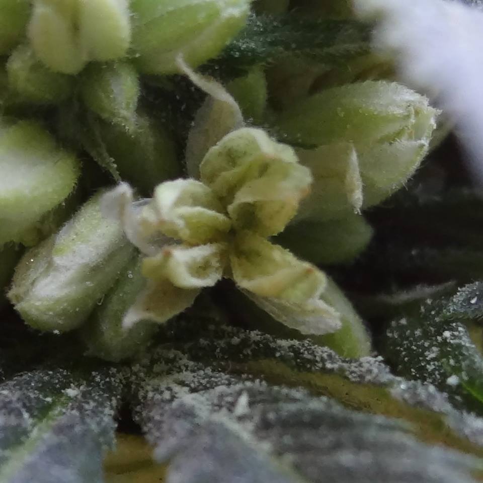 Modificación del crecimiento y la expresión sexual en la Cannabis sativa.