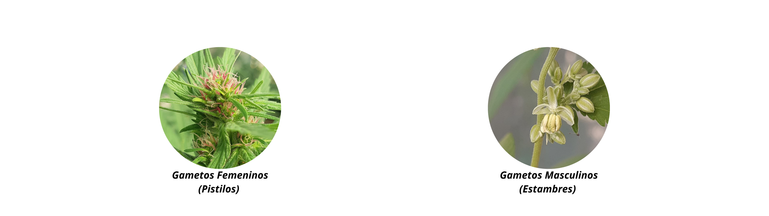 Gametos (1920 x 540 px)(1)