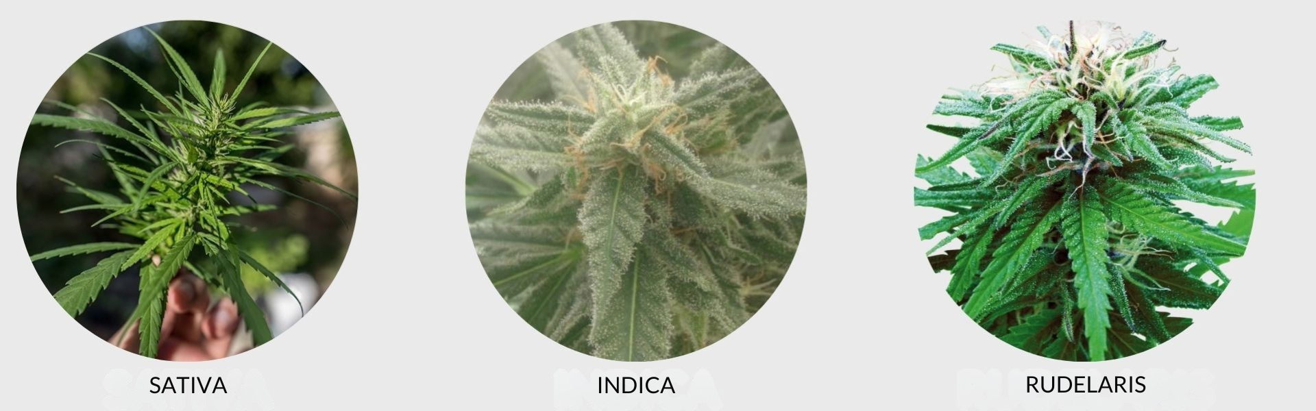 Sin título (1920 x 600 px)(1)